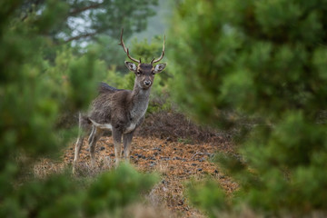 Fallow deer in the heathland