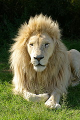 Weißes Löwen Männchen