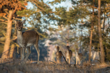 Fallow deer in the heathland