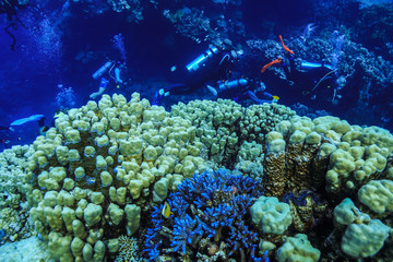 Fototapeta premium underwater Coral reef landscape at the Red Sea, Egypt