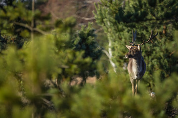 Fallow deer in the heathland