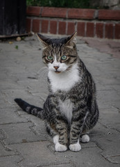 Cute cat on street in Istanbul, Turkey
