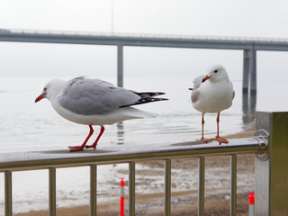 Seagulls with friend
