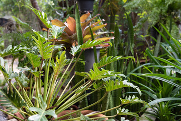 Philodendron,beautiful and unique shape green leaves  decoration in outdoor garden background