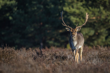 Fallow deer in the heathland