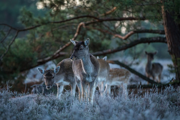 Fallow deer in the heathland