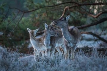 Fallow deer in the heathland