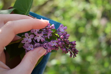 Hand purple Lilac flower. Lilac blooming