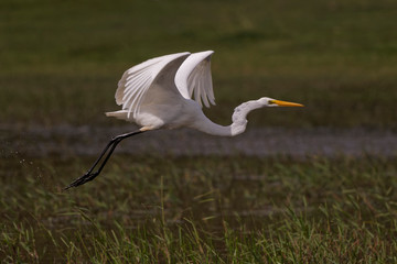 Grande aigrette