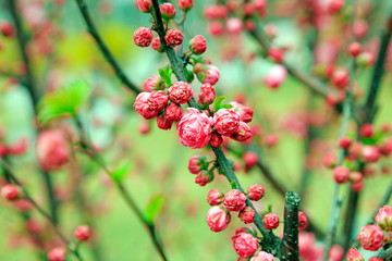 Flowering plum blossoms in the garden