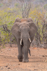 Fototapeta premium Elephants in the Kruger national park, South Africa