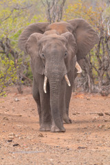 Fototapeta na wymiar Elephants in the Kruger national park, South Africa