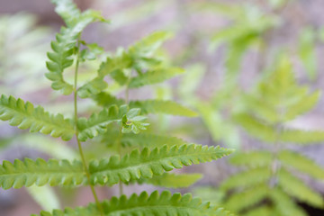 Nephrolepis cordifolia fern in  outdoor garden for background