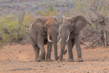 Fototapeta na wymiar Elephants in the Kruger national park, South Africa
