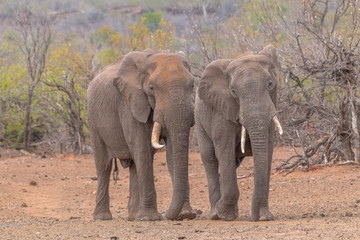 Obraz premium Elephants in the Kruger national park, South Africa