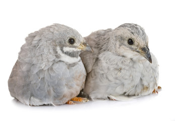 King quails in studio
