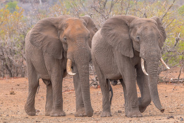 Elephants in the Kruger national park, South Africa