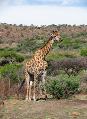 Male Giraffe