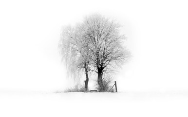 Zwei Bäume mit einer Baukrone im Winter, Zusammenhalt Liebe Zusammen Konzept