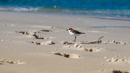 Kleiner australischer Vogel neben riesigen Fussspuren im Sand am Strand von Whitehaven Beach