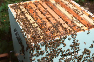 honey harvest on hives