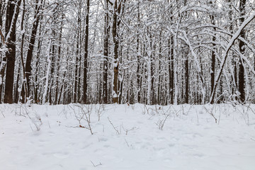 Winter forest. Trees under the snow. Nature. Landscape