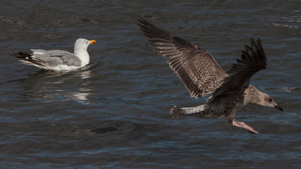 GAVIOTA