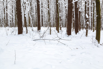 Winter forest. Trees under the snow. Nature. Landscape