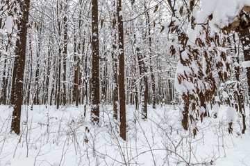 Fototapeta na wymiar Winter forest. Trees under the snow. Nature. Landscape