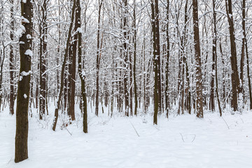 Winter forest. Trees under the snow. Nature. Landscape