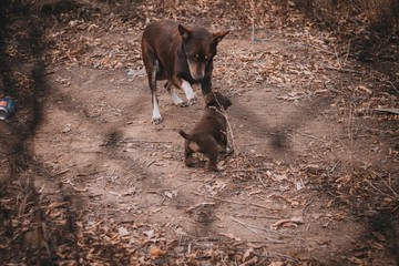 brown stray dog ​​playing with his puppy outside