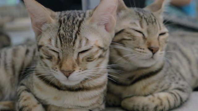 Lovely tabby kittens sleeping on the floor together