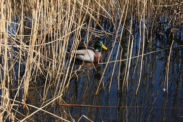 Duck between the reeds