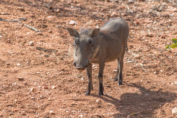 Fototapeta premium Warthog in the Kruger national park, South Africa