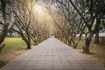 Tunnel of dry Plumeria Tree or Frangipani tree with walking way