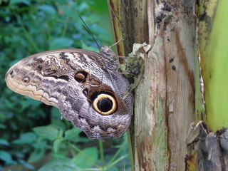 large butterfly with beautiful eye on wing