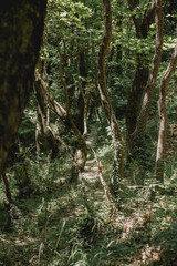 Footpath through the forest.