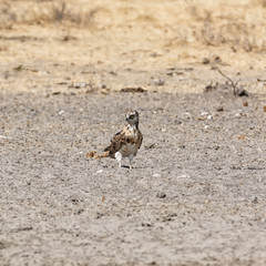 Juvenile Black-breasted Snake Eagle