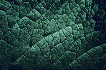 Leaf of a plant close up, dark green