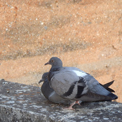 pigeons cozy together