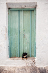 Little dog sitting in front of a gate.