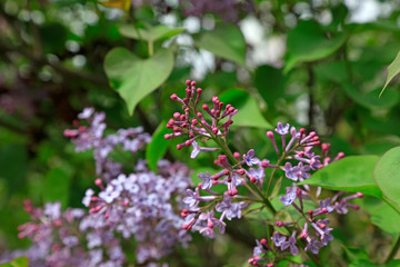 Lilac flower