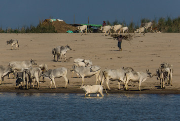 Fototapeta na wymiar cattle drinking along the Irrawaddy River near Mandalay