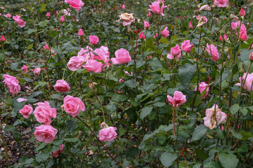 róże różowe w parku