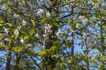 białe kwiaty, kwitnące drzewo wiśni czereśni wiosna wiosenne  © Arkadiusz
