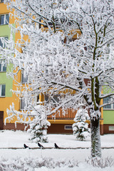 Winter in the city, snow fairy tale, snow cyclone, crows in the snow, trees and cars in the snow, winter in Europe