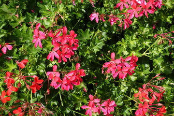 Simple pinkish red flowers of ivy leaved geranium