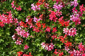 Red and pink flowers of ivy leaved geranium