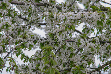białe kwiaty, kwitnące drzewo wiśni czereśni wiosna wiosenne  © Arkadiusz