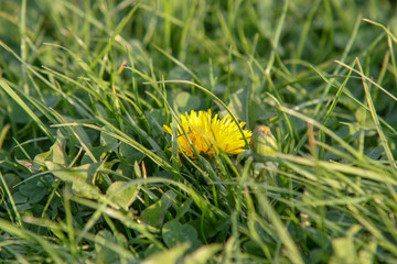 żółty kwiat mlecz mleczu w trawie